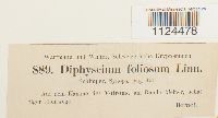 Diphyscium foliosum image