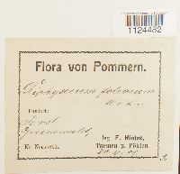 Diphyscium foliosum image