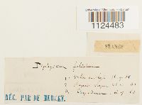 Diphyscium foliosum image