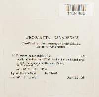 Discelium nudum image