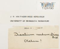 Discelium nudum image