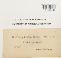 Discelium nudum image