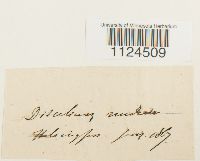 Discelium nudum image