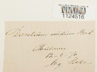 Discelium nudum image