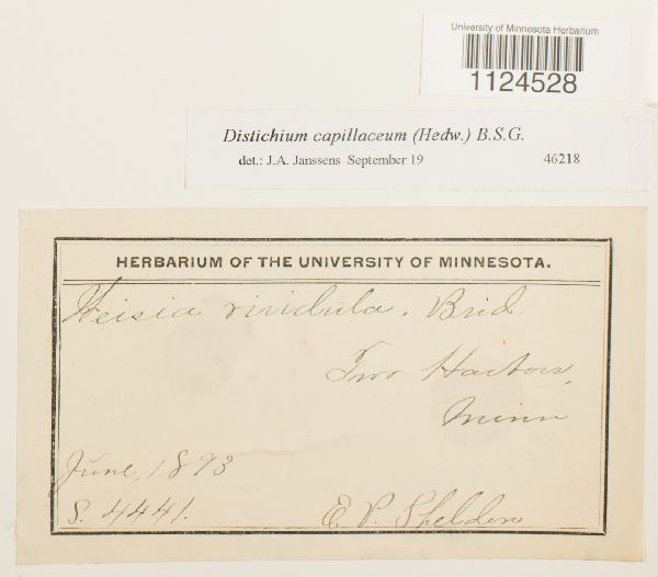 Distichium capillaceum image