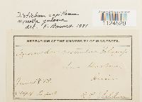 Distichium capillaceum image