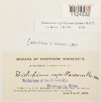 Distichium capillaceum image