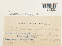 Distichium capillaceum image