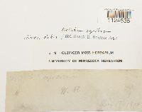 Distichium capillaceum image