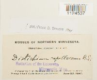 Distichium capillaceum image