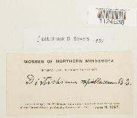 Distichium capillaceum image