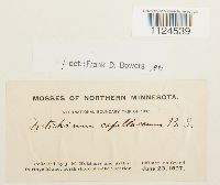 Distichium capillaceum image