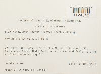 Distichium capillaceum image