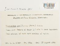 Distichium capillaceum image