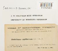 Distichium capillaceum image