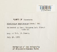 Distichium capillaceum image