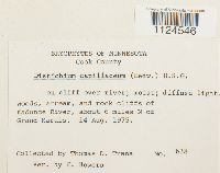 Distichium capillaceum image