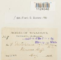 Distichium capillaceum image