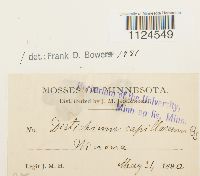 Distichium capillaceum image