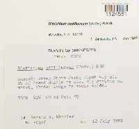 Distichium capillaceum image