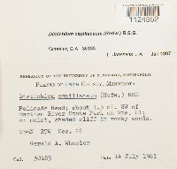 Distichium capillaceum image