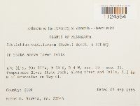 Distichium capillaceum image