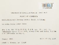 Distichium capillaceum image