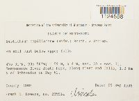 Distichium capillaceum image