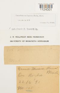 Distichium inclinatum image