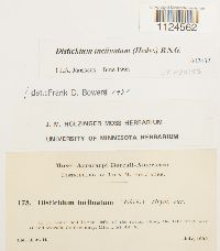 Distichium inclinatum image