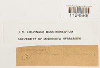 Distichium capillaceum image