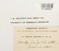 Distichium capillaceum image