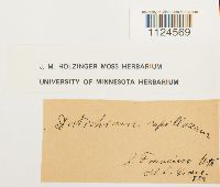 Distichium capillaceum image