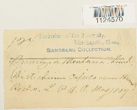 Distichium capillaceum image