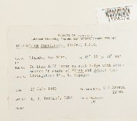 Distichium capillaceum image