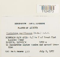 Distichium capillaceum image