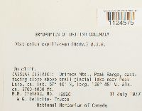 Distichium capillaceum image