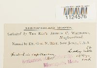 Distichium capillaceum image