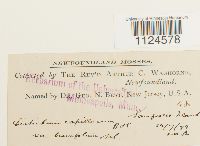 Distichium capillaceum image