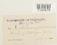 Distichium capillaceum image