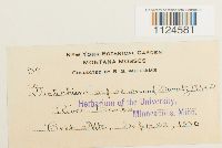 Distichium capillaceum image