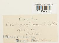 Distichium capillaceum image