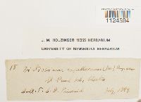 Distichium capillaceum image