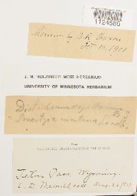 Distichium capillaceum image