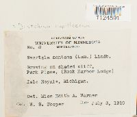 Distichium capillaceum image