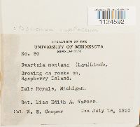 Distichium capillaceum image