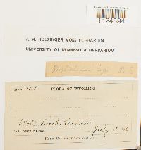 Distichium capillaceum image