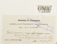 Distichium capillaceum image