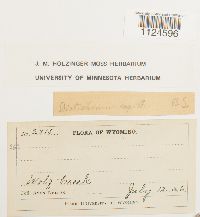 Distichium capillaceum image