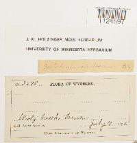 Distichium capillaceum image